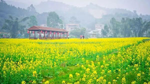 花都区梯面镇红山村“三八妇女节”活动方案